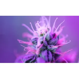 Obraz Roślina Makro – Botaniczna Fotografia na Różowo-Fioletowym Tle