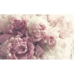 Fototapeta Kwitnące Peonie – Delikatne Kwiaty w Ogród Wiosny