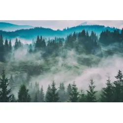 Fototapeta Las – Leśna Cisza i Głębia Perspektywy
