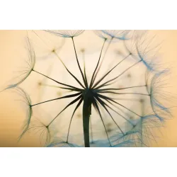 Fototapeta Optyczna Dmuchawiec – Abstrakcyjna Lekkość Natury