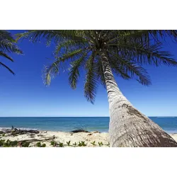 Fototapeta Plaża Ocean Palmy – Tropikalny Raj na Wakacje