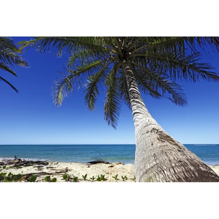 Fototapeta Plaża Ocean Palmy – Tropikalny Raj na Wakacje – produkt