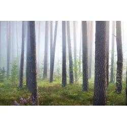 Fototapeta Las – Mglisty Poranek w Leśnej Ciszy – Odcienie bieli i szarości (II)