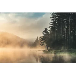 Fototapeta Las – Mglisty Poranek Pełen Spokoju