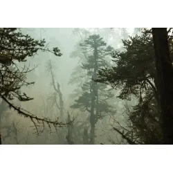 Fototapeta Las – Leśny Krajobraz w Mglistej Ciszy