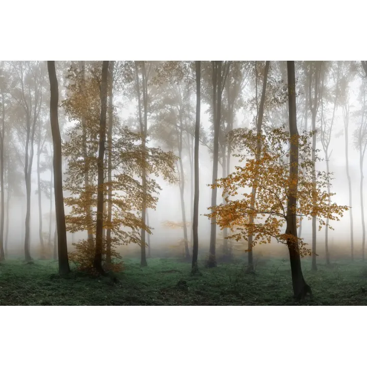Fototapeta Las – Leśna Cisza i Natura do Wnętrz – produkt