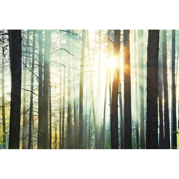 Fototapeta Las – Mglisty Poranek w Zielonej Naturze – produkt