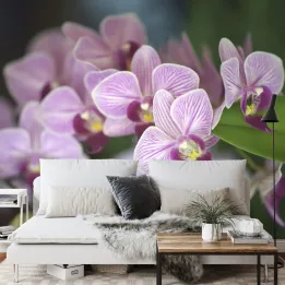 Fototapeta Piękne Orchidee – Fioletowe Kwiaty i Zielone Liście