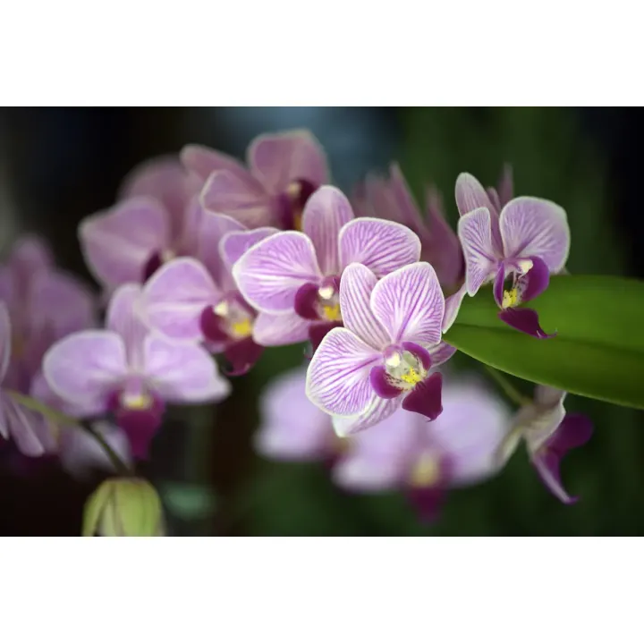 Fototapeta Piękne Orchidee – Fioletowe Kwiaty i Zielone Liście – produkt