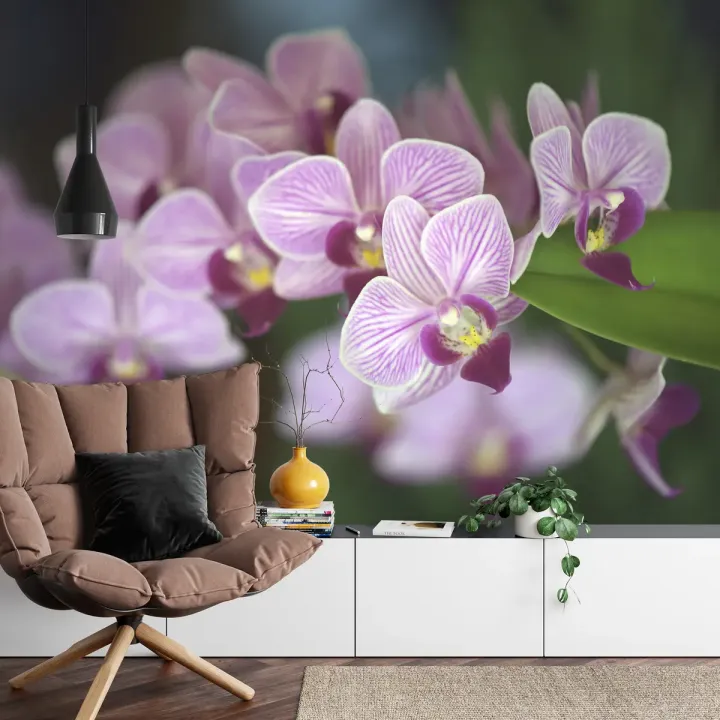 Fototapeta Piękne Orchidee – Fioletowe Kwiaty i Zielone Liście