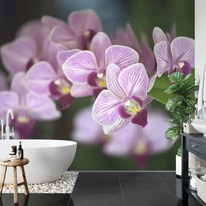 Fototapeta Piękne Orchidee – Fioletowe Kwiaty i Zielone Liście