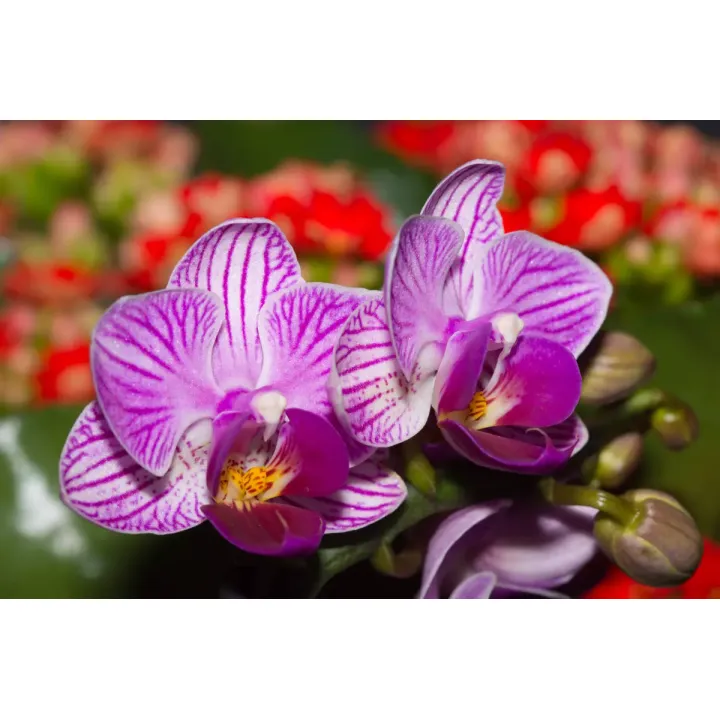 Fototapeta Optyczna Orchidea 3D – Egzotyczny Kwiat Storczyka w Naturze – produkt