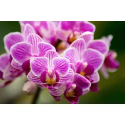 Fototapeta Bukiet Orchidei – Fioletowe Kwiaty i Elegancja Natury