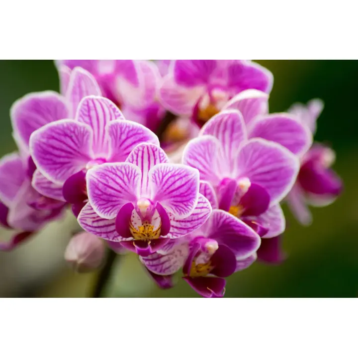 Fototapeta Bukiet Orchidei – Fioletowe Kwiaty i Elegancja Natury – produkt