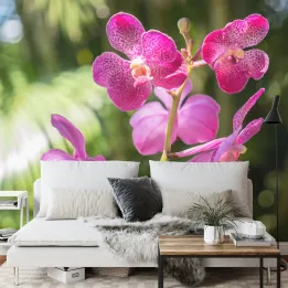 Fototapeta Orchidee – Różowe i Białe Kwiaty w Botanicznym Motywie