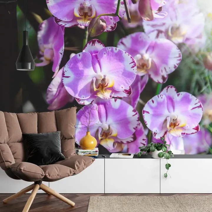 Fototapeta Orchidee – Kwiatowa Elegancja w Botanicznym Stylu