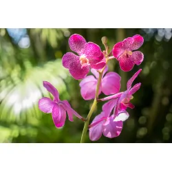 Fototapeta Orchidee – Różowe i Białe Kwiaty w Botanicznym Motywie