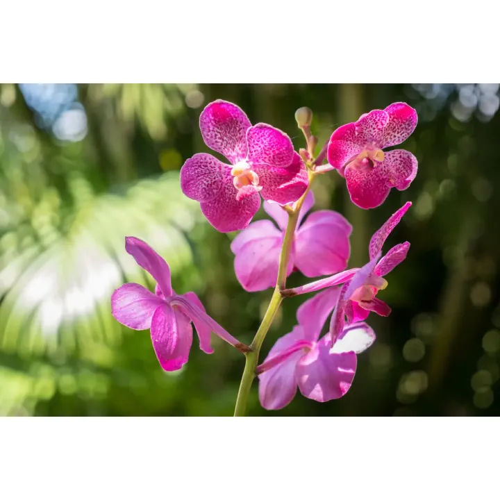 Fototapeta Orchidee – Różowe i Białe Kwiaty w Botanicznym Motywie – produkt