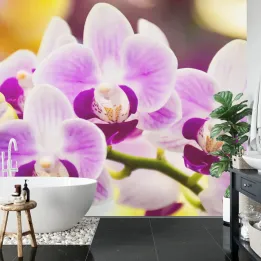 Fototapeta Tropikalna Orchidea – Egzotyczna Roślinność do Wnętrz