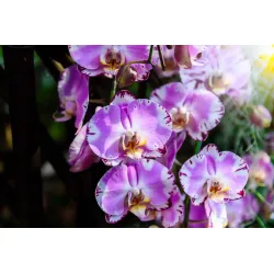 Fototapeta Orchidee – Kwiatowa Elegancja w Botanicznym Stylu