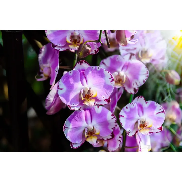 Fototapeta Orchidee – Kwiatowa Elegancja w Botanicznym Stylu – produkt