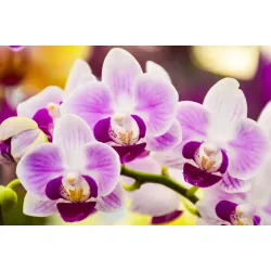 Fototapeta Tropikalna Orchidea – Egzotyczna Roślinność do Wnętrz