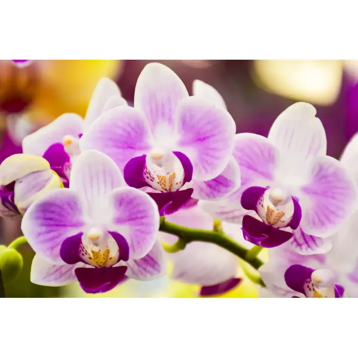 Fototapeta Tropikalna Orchidea – Egzotyczna Roślinność do Wnętrz – produkt