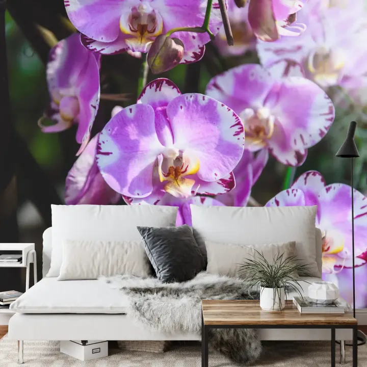 Fototapeta Orchidee – Kwiatowa Elegancja w Botanicznym Stylu