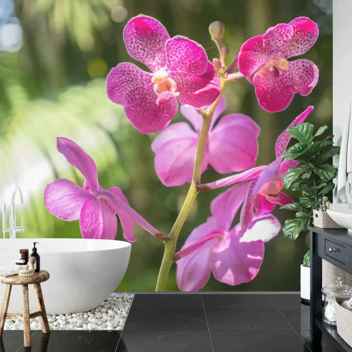 Fototapeta Orchidee – Różowe i Białe Kwiaty w Botanicznym Motywie