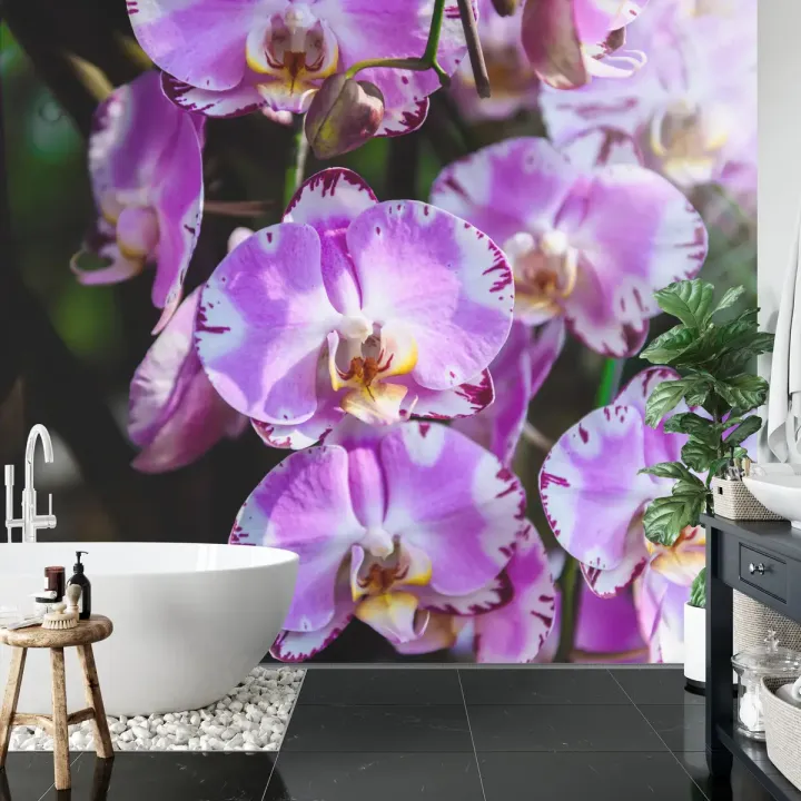 Fototapeta Orchidee – Kwiatowa Elegancja w Botanicznym Stylu