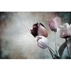 Fototapeta Tulipany – Wiosenny Motyw Kwiatowy w Stylu Vintage