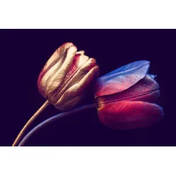 Fototapeta Tulipany Ze Złotymi Elementami – Abstrakcja Kwiatowa w Stylu Glamour