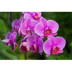 Fototapeta Kwiaty Orchidei 3D – Egzotyczna Roślinność do Wnętrz