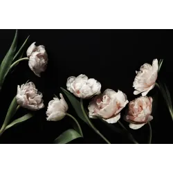 Fototapeta Peonie i Zielone Liście – Kwiaty Cięte w Botanicznym Ogrodzie