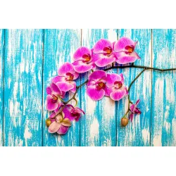Fototapeta Orchidee – Kwiaty na Drewnie w Stylu Botanicznym