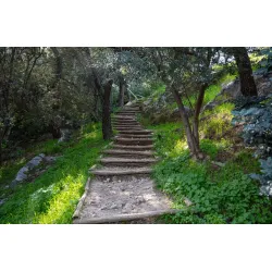 Fototapeta Las – Leśna Ścieżka i Natura 3D