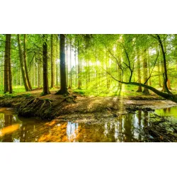 Fototapeta Las – Leśna Cisza i Spokój Natury – Odcienie brązu i zieleni