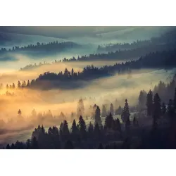 Fototapeta Las – Leśna Cisza i Poranny Krajobraz Przyrody