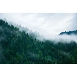 Fototapeta Las – Mglisty Poranek i Leśna Cisza