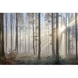 Fototapeta Las – Leśna Cisza i Poranna Mgła