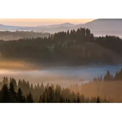 Fototapeta Las we Mgle – Mglisty Poranek w Leśnej Ciszy