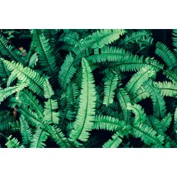 Fototapeta Liście Paproci – Zielona Natura do Wnętrz