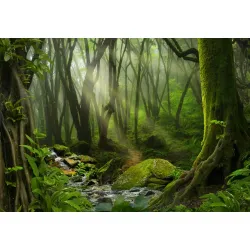 Fototapeta Las – Leśna Cisza i Relaks w Naturze