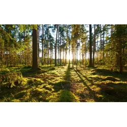 Fototapeta Las – Zachód Słońca w Leśnej Ciszy
