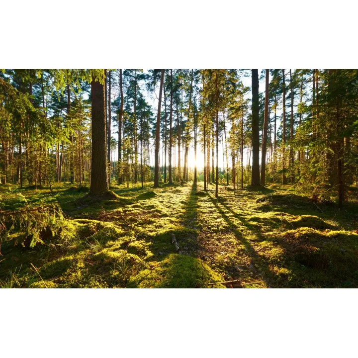 Fototapeta Las – Zachód Słońca w Leśnej Ciszy – produkt