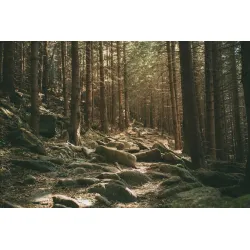 Fototapeta Las – Leśna Ścieżka w Otoczeniu Natury