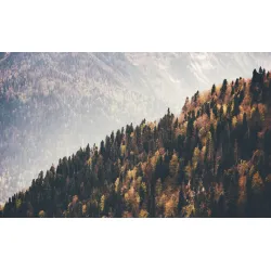 Fototapeta Las Góry – Leśna Cisza i Panorama Gór
