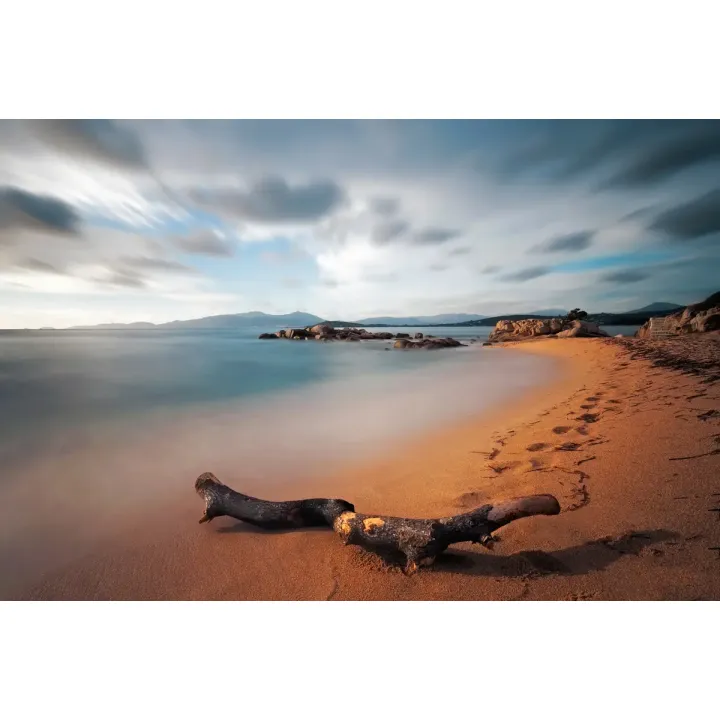 Fototapeta Plaża Morze Piasek – Nadmorski Krajobraz z Martwym Drzewem – produkt