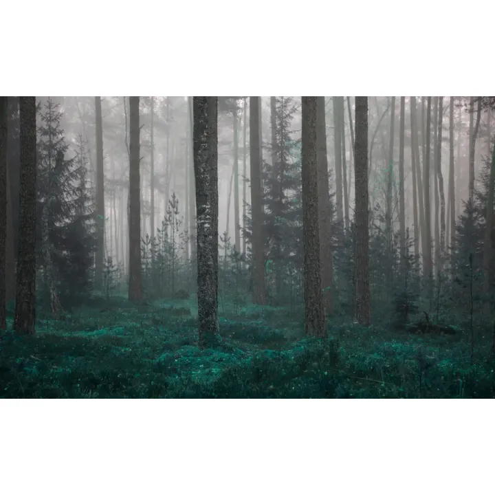 Fototapeta Las – Leśna Cisza i Spokój Natury – produkt