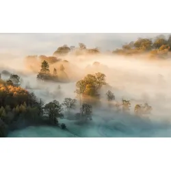 Fototapeta Las – Leśna Cisza i Spokój Natury – Odcienie bieli i szarości (III)